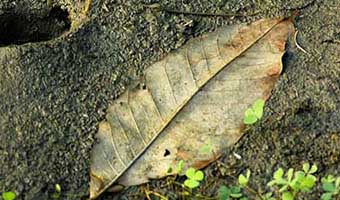 গোপন সত্যি গোপন সত্যি
