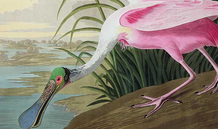 Roseate Spoonbill by John James