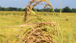 ধানহাটিতে মূর্ছা যাওয়া কৃষকের গান