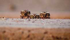 উদ্ধত কেশর; সিন্দুরী মেঘ