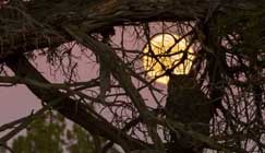 নীল কলার খোসা ও মেঘে ভরা বালিশ