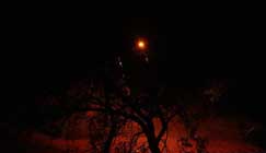 রিফাত বিন সালামের পাঁচটি কবিতা