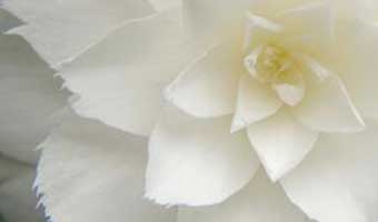 ক্যামেলিয়া