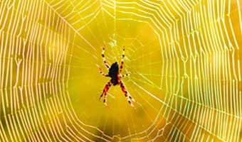 আশরাফ রোকনের একগুচ্ছ কবিতা