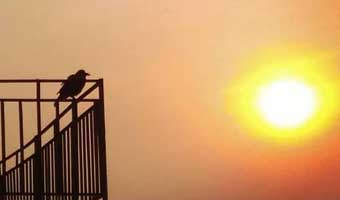 শিমুল বাশারের খুদে কবিতা