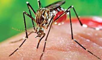 জনস্বার্থে ডেঙ্গু নিয়ে কিছু কথা জনস্বার্থে ডেঙ্গু নিয়ে কিছু কথা