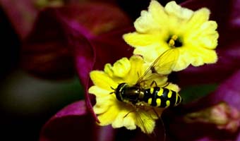 অমিয় রায় দীপের ভালবাসার কবিতা