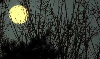 নভেরা হোসেনের ৬ কবিতা