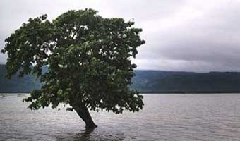 মৎস্যকথন মৎস্যকথন