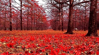 চলুন ঘুরে আসি ‘সুনামগঞ্জের শিমুল বাগানে’