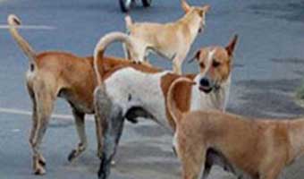 কুকুর নিয়ন্ত্রণে এলে ভ্যাকসিন বাণিজ্য কি আকাশ থেকে হবে