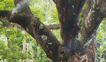 জীবন্ত গাছের ভেতর জ্বলছে আগুন, উড়ছে ধোঁয়া