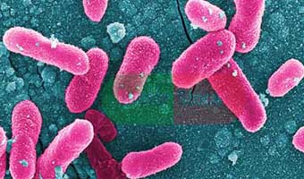 টাইফয়েডের নতুন রূপ, কাজ হচ্ছে না অ্যান্টিবায়োটিকেও