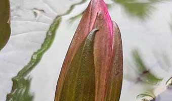 এনসিপিকে ‘শাপলা কলি’ প্রতীক দিচ্ছে ইসি