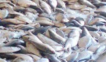 জাটকা ইলিশ শিকারে ৮ মাসের নিষেধাজ্ঞা শুরু জাটকা ইলিশ শিকারে ৮ মাসের নিষেধাজ্ঞা শুরু