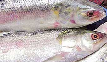 বরিশালে ইলিশের কেজি ৪ হাজার টাকা