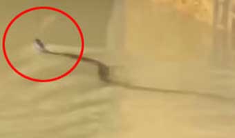চট্টগ্রামে সাপের কামড়ে আহত ৭৫ চট্টগ্রামে সাপের কামড়ে আহত ৭৫