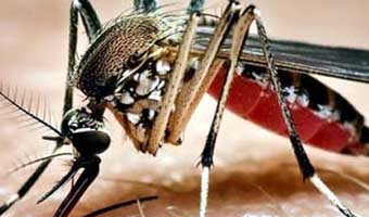 গত ২৪ ঘণ্টায় ডেঙ্গুতে পাঁচজনের মৃত্যু