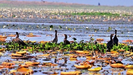 শীতের শেষে শ্রীমঙ্গল