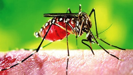 জানুয়ারিতে ডেঙ্গু আক্রান্ত হাজার ছাড়াল জানুয়ারিতে ডেঙ্গু আক্রান্ত হাজার ছাড়াল