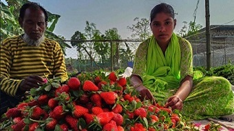 স্ট্রবেরি চাষ করে সফল ইঞ্জিনিয়ার মঞ্জুরুল