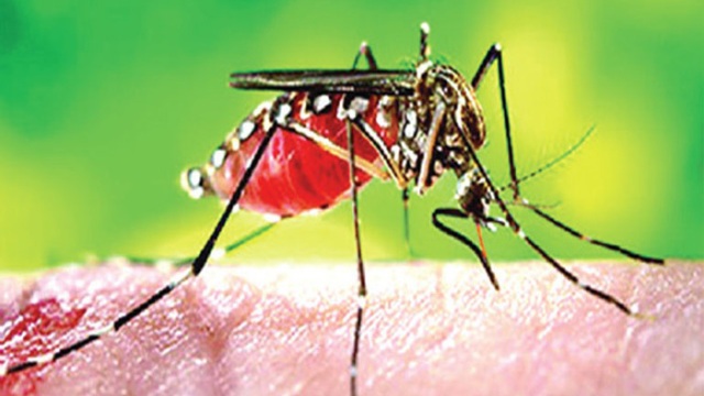 সংগৃহীত ছবি সংগৃহীত ছবি